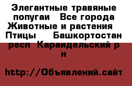 Элегантные травяные попугаи - Все города Животные и растения » Птицы   . Башкортостан респ.,Караидельский р-н